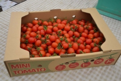 018-5　ミニトマト箱